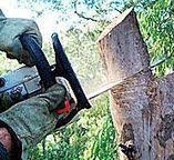 How Our Tree Care Process Works  in  Duluth, WA