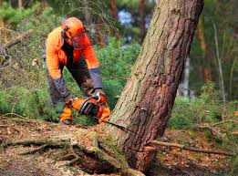 Best Lot and Land Clearing  in Duluth, WA