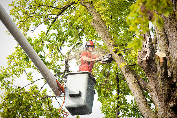 Best Aeration Services  in Duluth, WA
