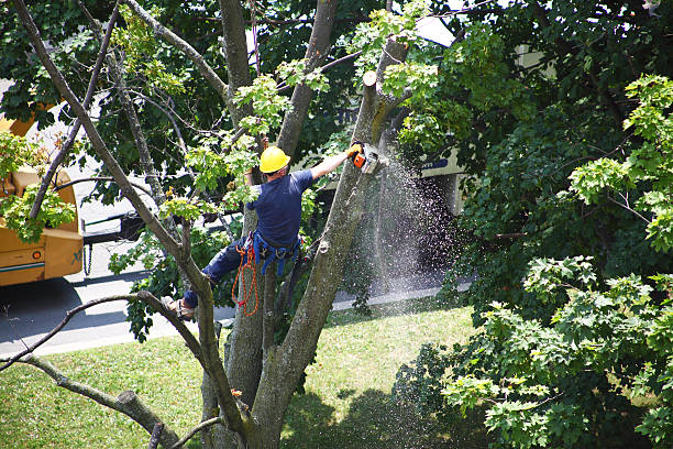 Professional Tree Care in Duluth, WA