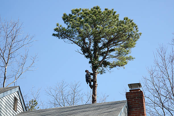 Best Tree and Shrub Care  in Duluth, WA